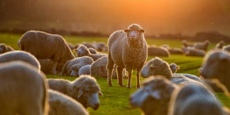 Sheep Per Acre