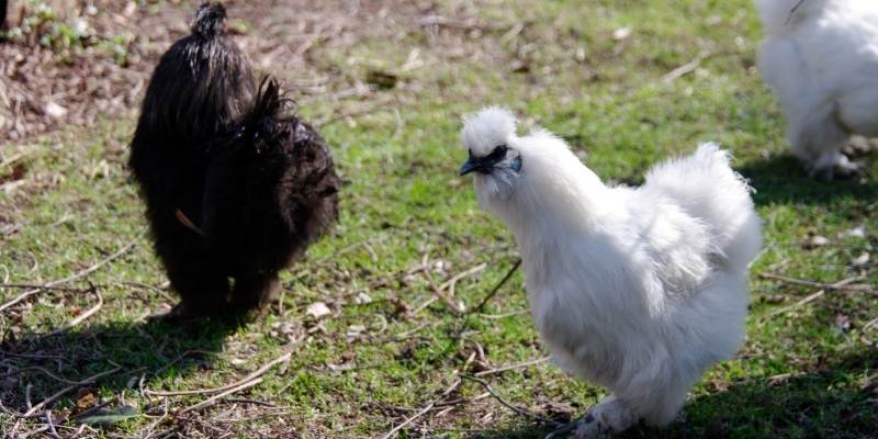 Silkie Chicken Names