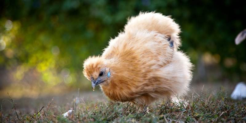 Silkie-Chicken