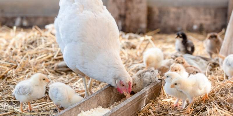 Square Feet Per Chicken