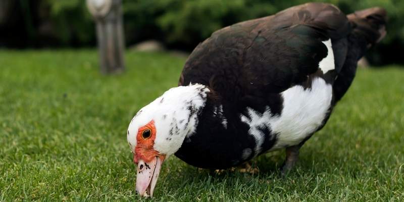 What Do Ducks Eat in Winters