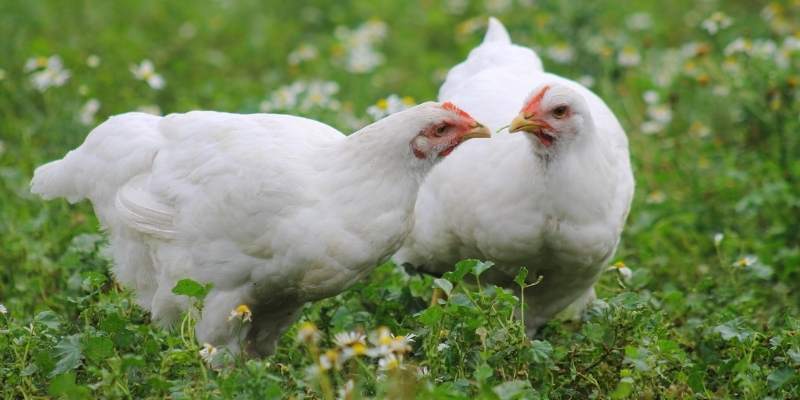 White Chicken Names