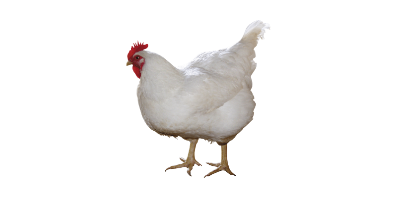 White-Chicken