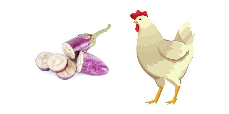 chickens and eggplant