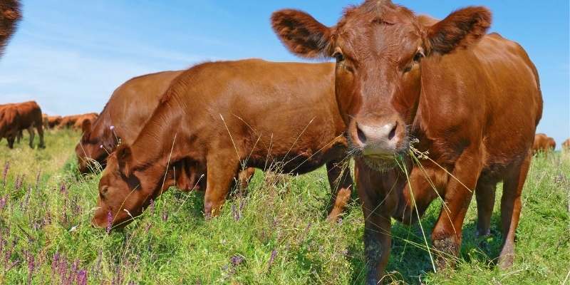 cow heart