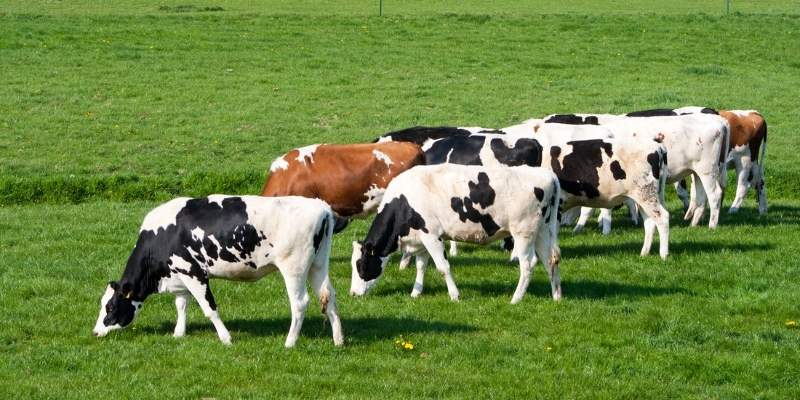 cows in world