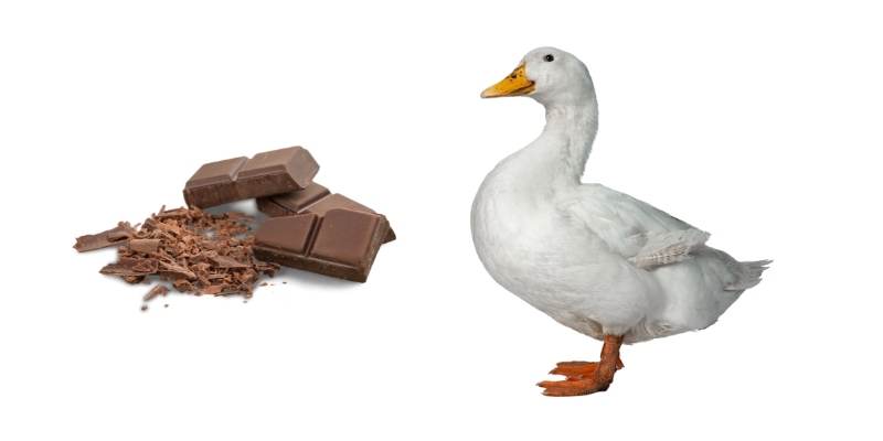 ducks-chocolate