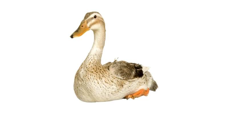 ducks feathers