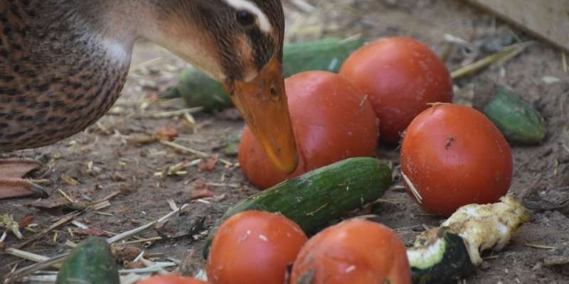 ducks-winter-food