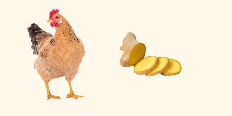 ginger and chicken