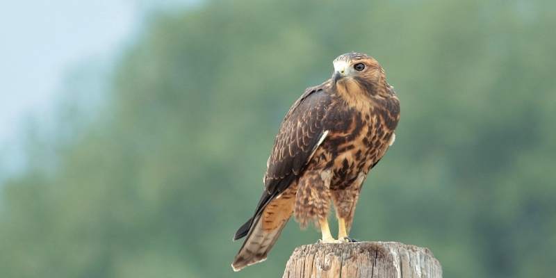 hawk