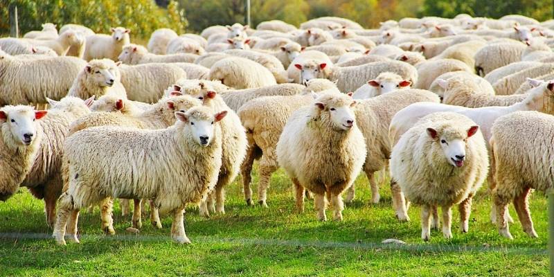 how-many-sheep-in-acre-1
