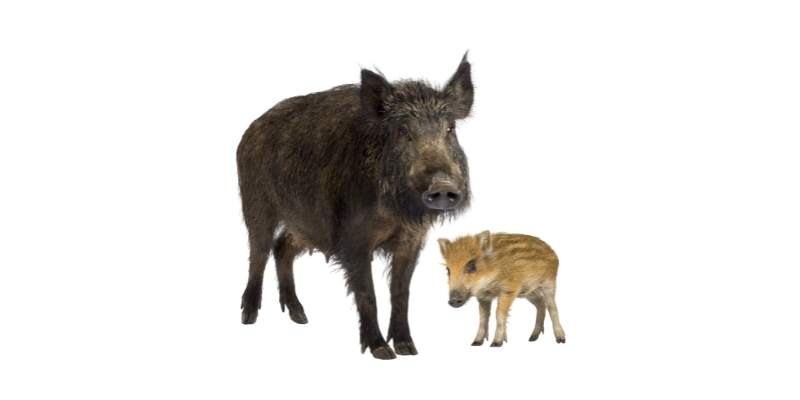 Pigs vs Boars: What is the Difference? pigs-and-boars