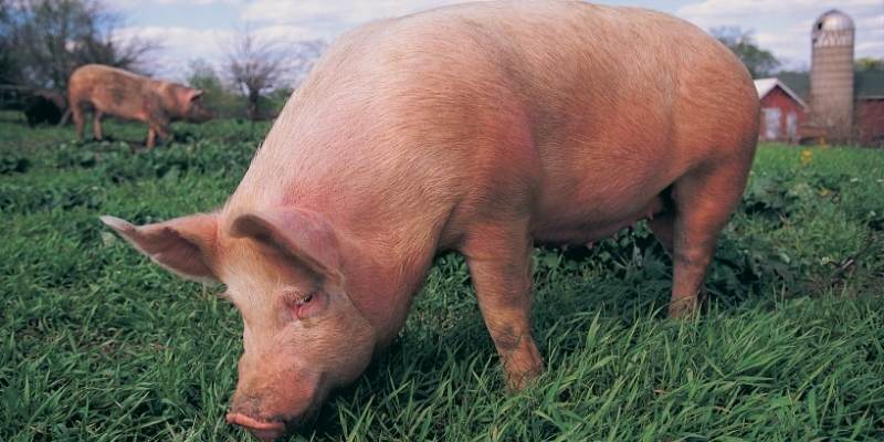 Are Pigs Herbivores? 3 Reasons to Know pigs herbivores