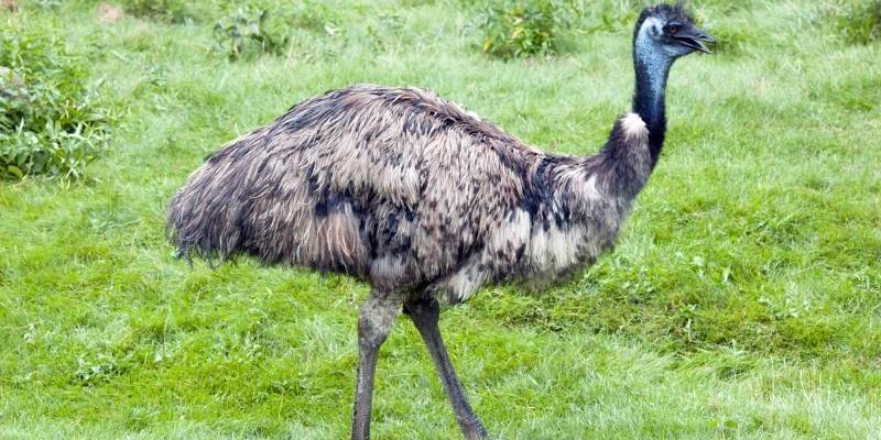 Are Emus Dangerous
