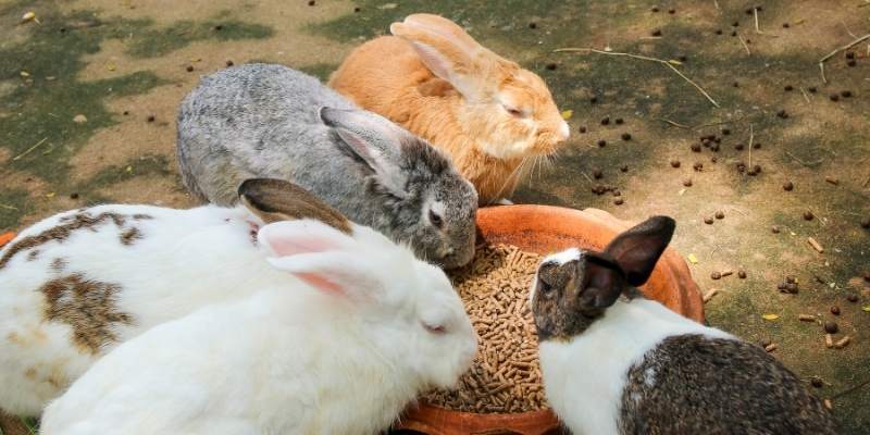Best Rabbit Foods