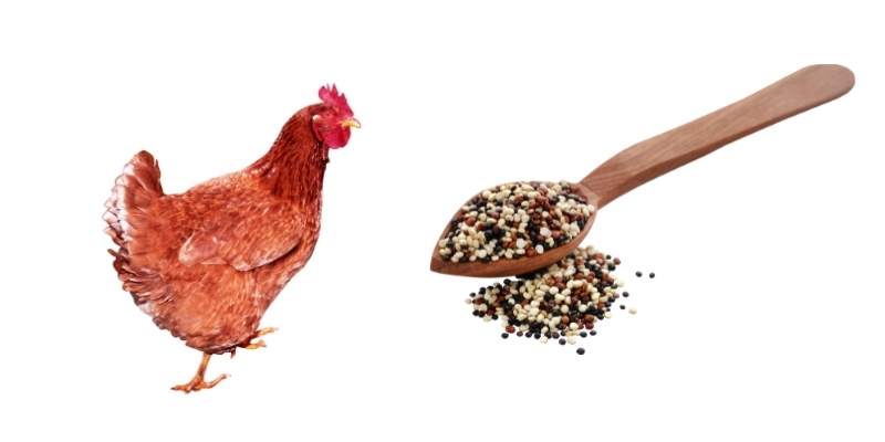 Can Chickens Eat Quinoa