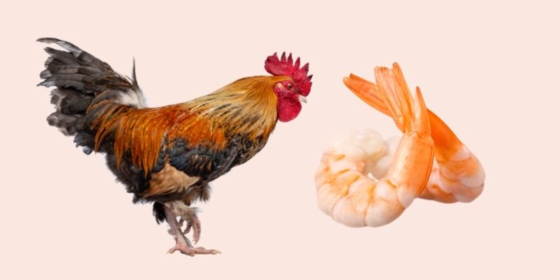 Can Chickens Eat Shrimp
