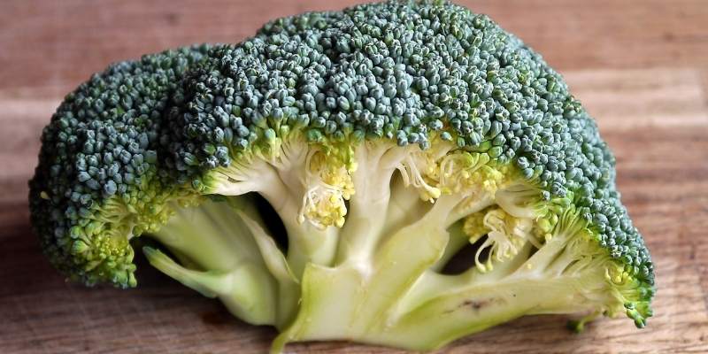 Can Ducks Eat Broccoli