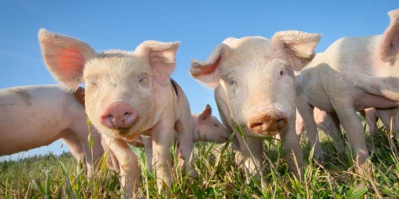 Can Pigs Eat Pumpkin