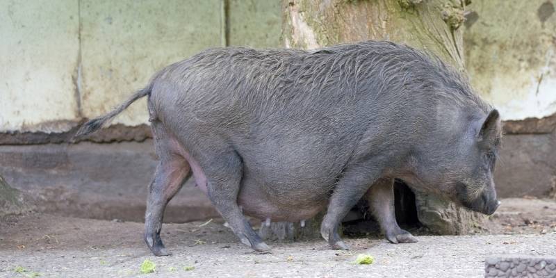 Can You Eat Pot Belly Pigs