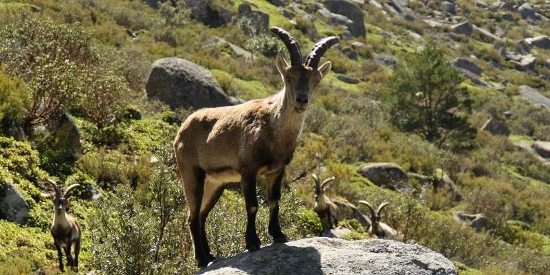 Catalina Goat