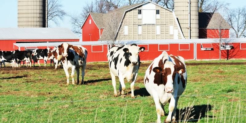 Dairy farm