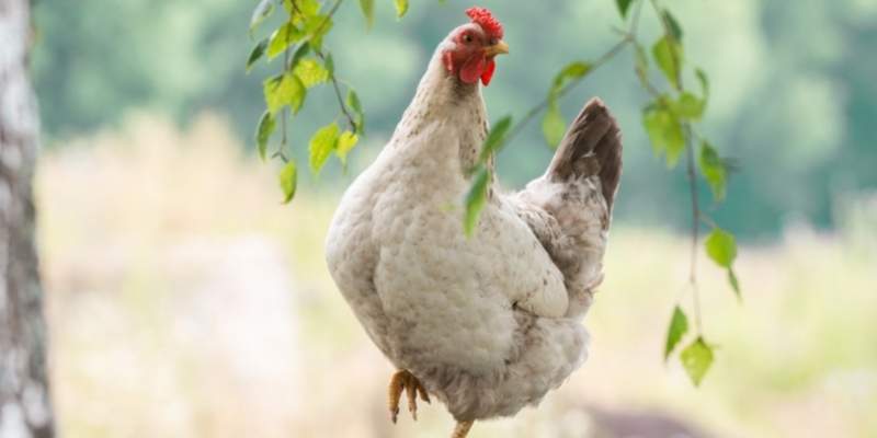 Do Chickens Have Lips