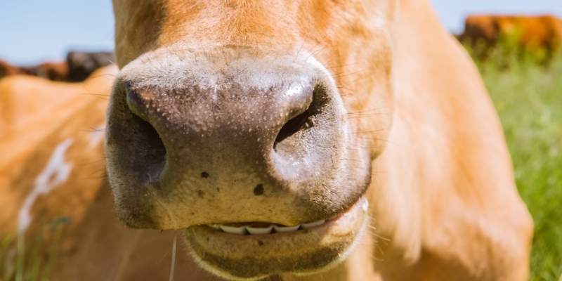 Do Cows Bite