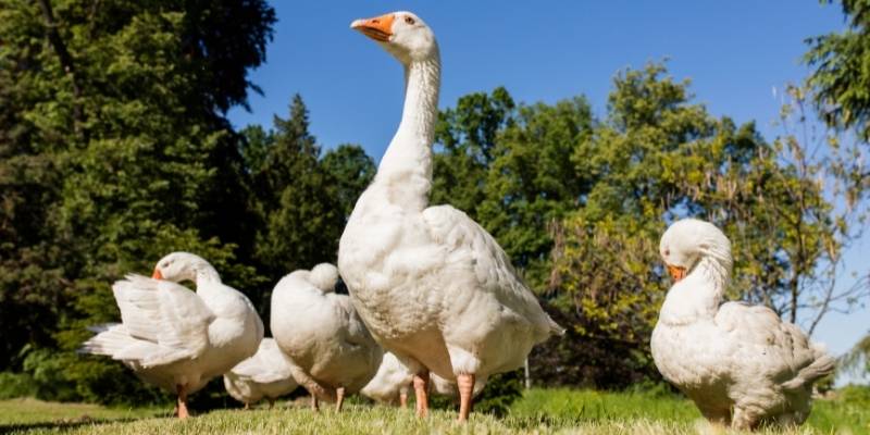 Do Geese Lay Eggs
