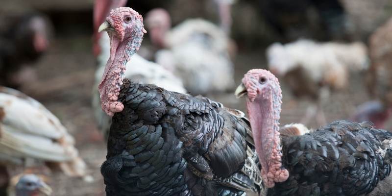 Do Turkeys Fight to the Death