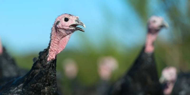 Do Turkeys Have Teeth