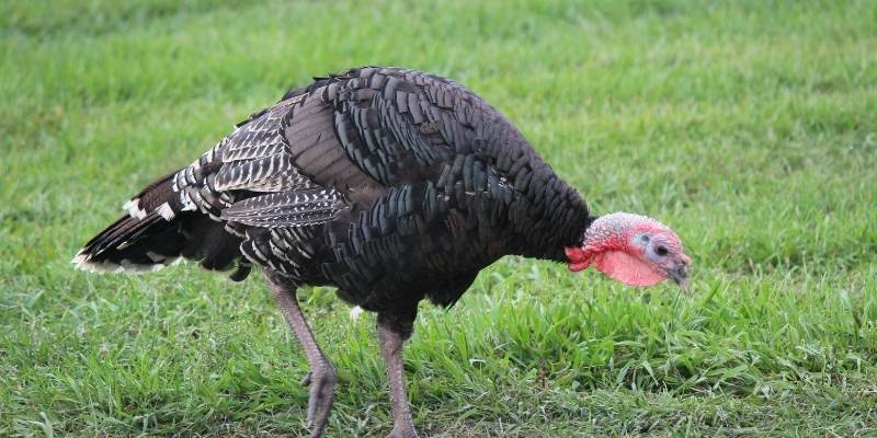 Do Turkeys Need a Male to Lay Eggs