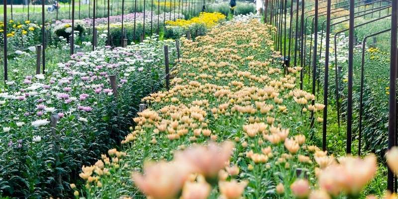 flower farm