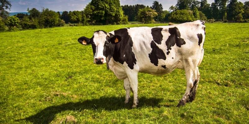How Many Ribs Does A Cow Have