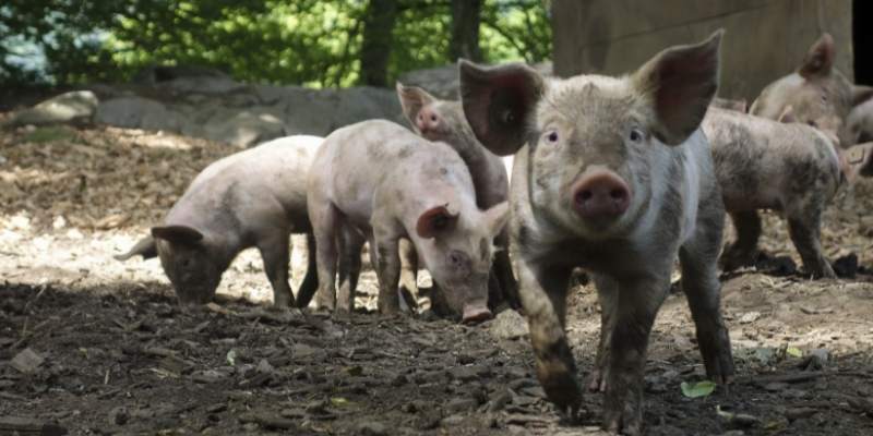 How Much Does A Pig Weigh