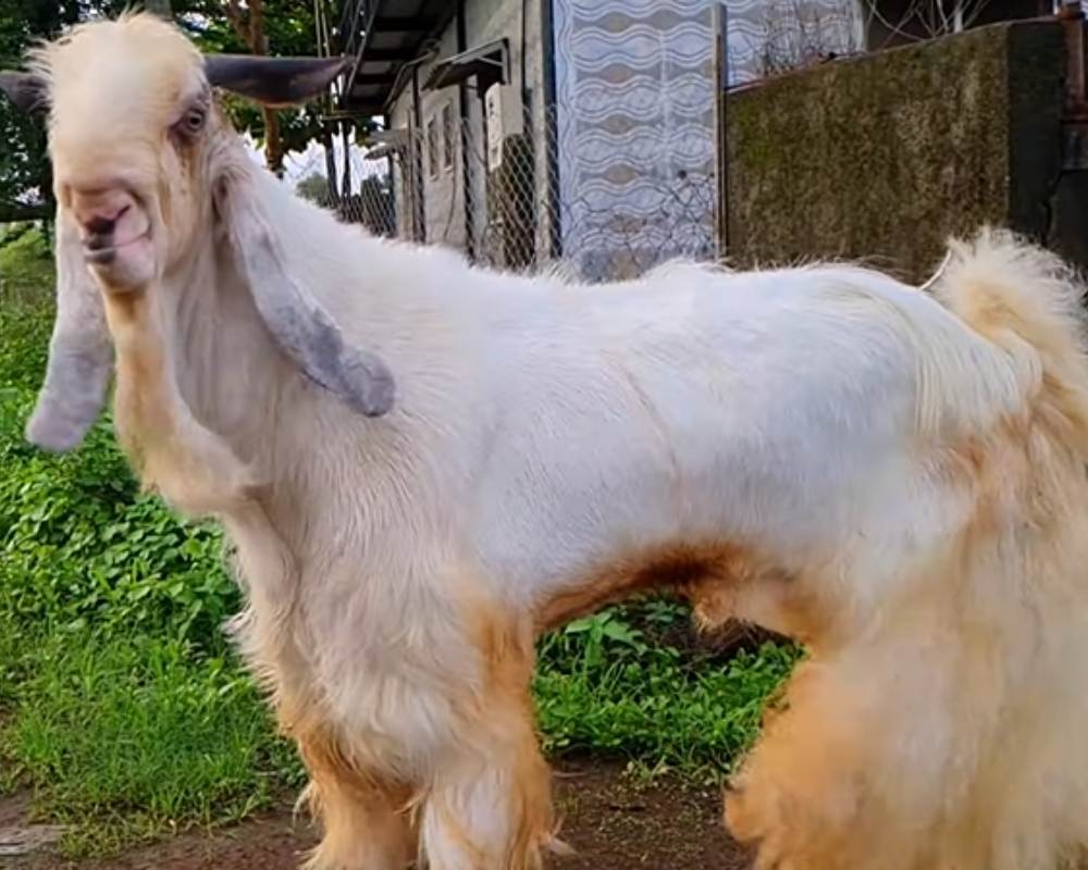 Jamunapari Goat Breed Characteristics & Facts Jamunapari Goat breed