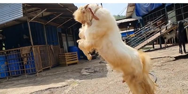 Jamunapari Goat