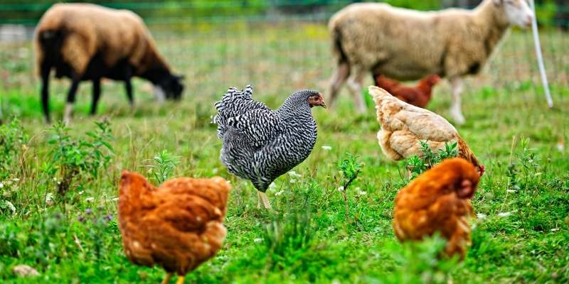Organic-farm