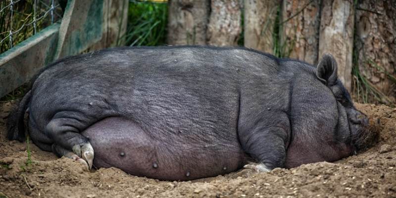 Pot-Belly-Pigs