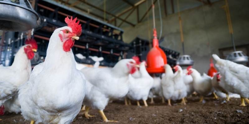 Poultry farm