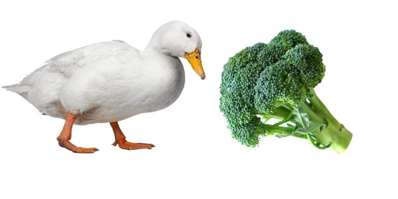 broccoli-for-ducks