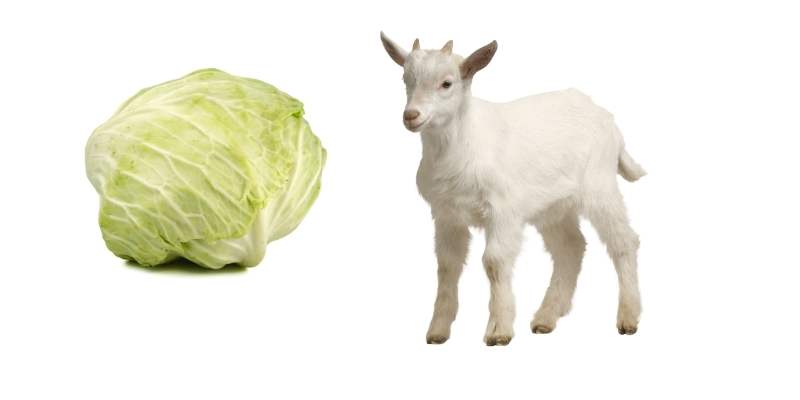 cabbage for goats