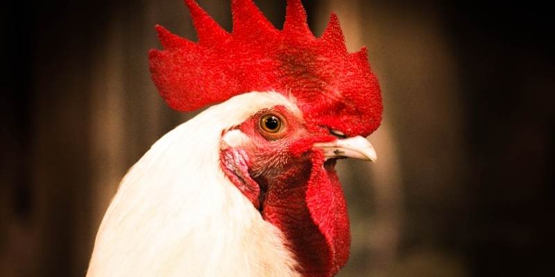 chicken lips