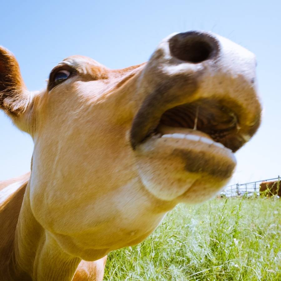 cow-bite
