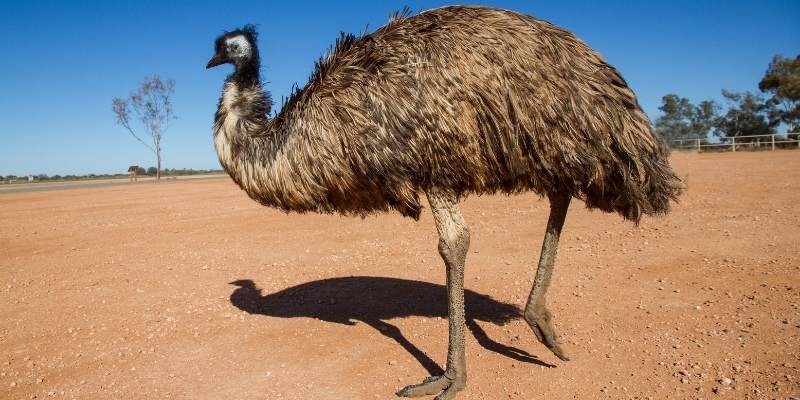 emu-attack