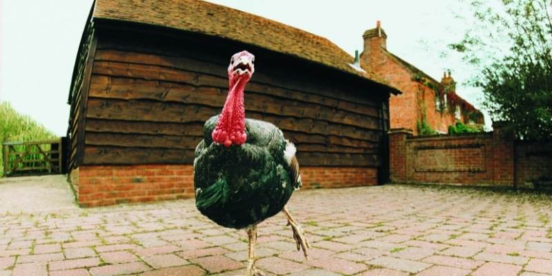 male-turkeys