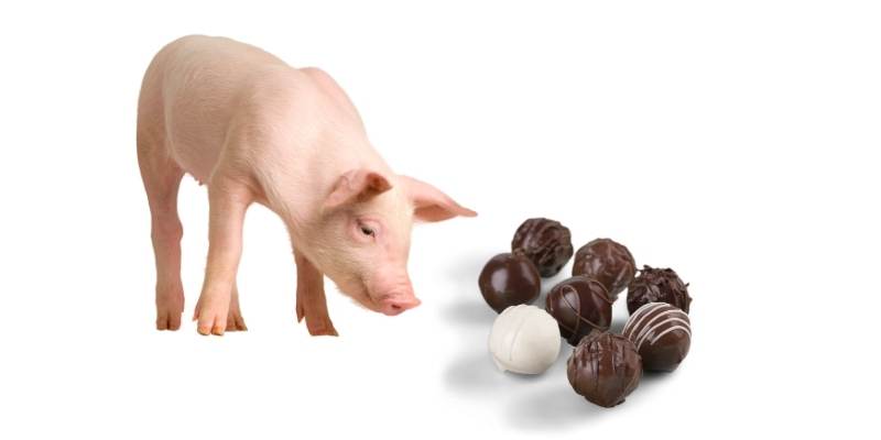 pigs-chocolate