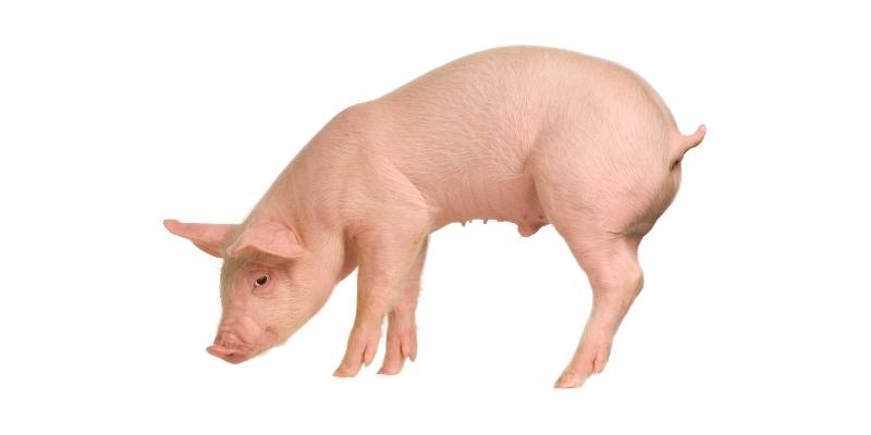 pigs-weigh