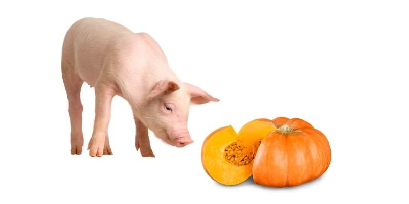 pumpkin-for-pigs
